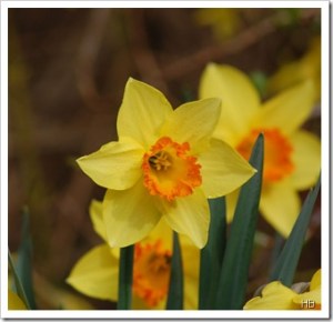Narzissen