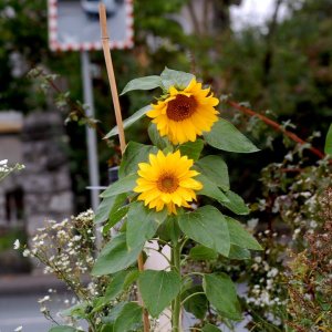 MITBürger Sonnenblumen am 18.09.2011