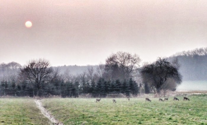 Für die Rehe in der Thielheide entscheidet sich in den kommenden beiden Tagen, ob die Sonne für sie auch in Zukunft aufgeht, oder dauerhaft untergeht.