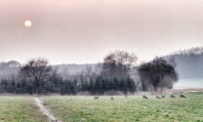 Für die Rehe in der Thielheide entscheidet sich in den kommenden beiden Tagen, ob die Sonne für sie auch in Zukunft aufgeht, oder dauerhaft untergeht.